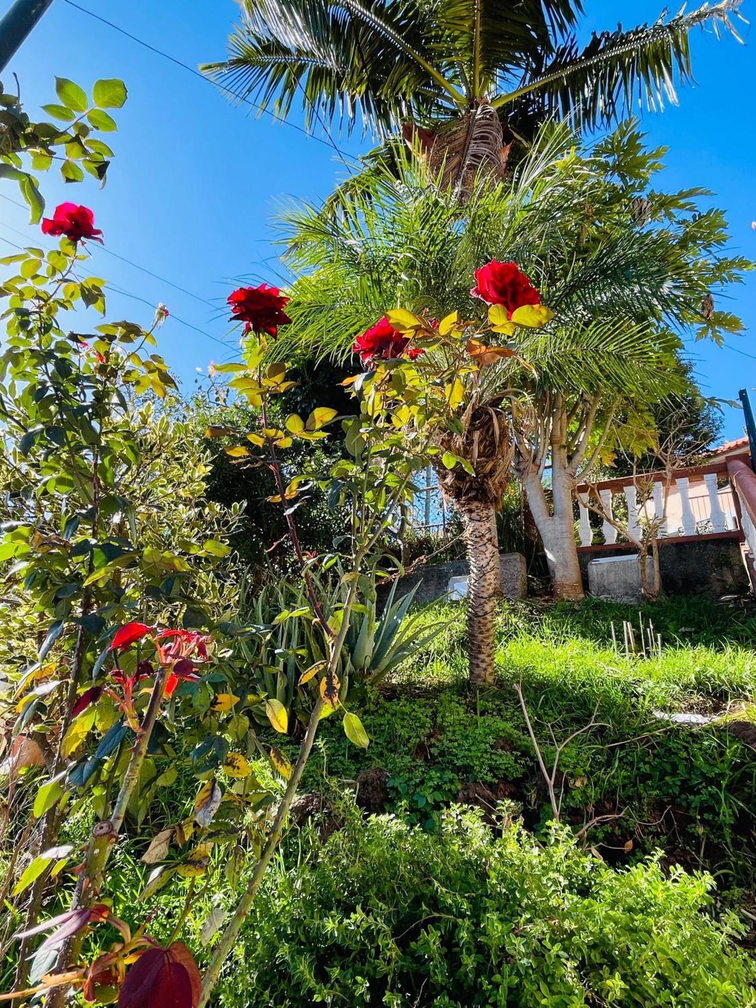 Cozy House Funchal (Madeira) Exterior foto